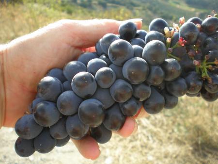 pardon  mais  miammmm trop bon  les  grapes piqué dans la vigne